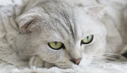 B体育官方网站-教父解释欧文为何备受质疑：他的思维方式异于常人