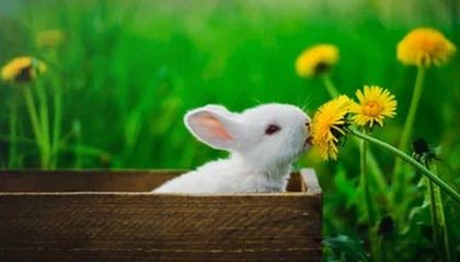 B体育官方网站-教父解释欧文为何备受质疑：他的思维方式异于常人